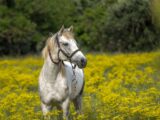 Gesundes und aktives Pferd – worauf es bei der richtigen Fütterung ankommt